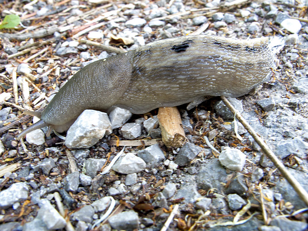 Limax cinereoniger-gruppo da Trieste